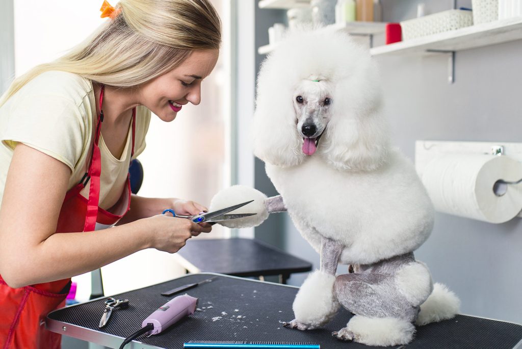 How to Choose the Best Pet Groomer