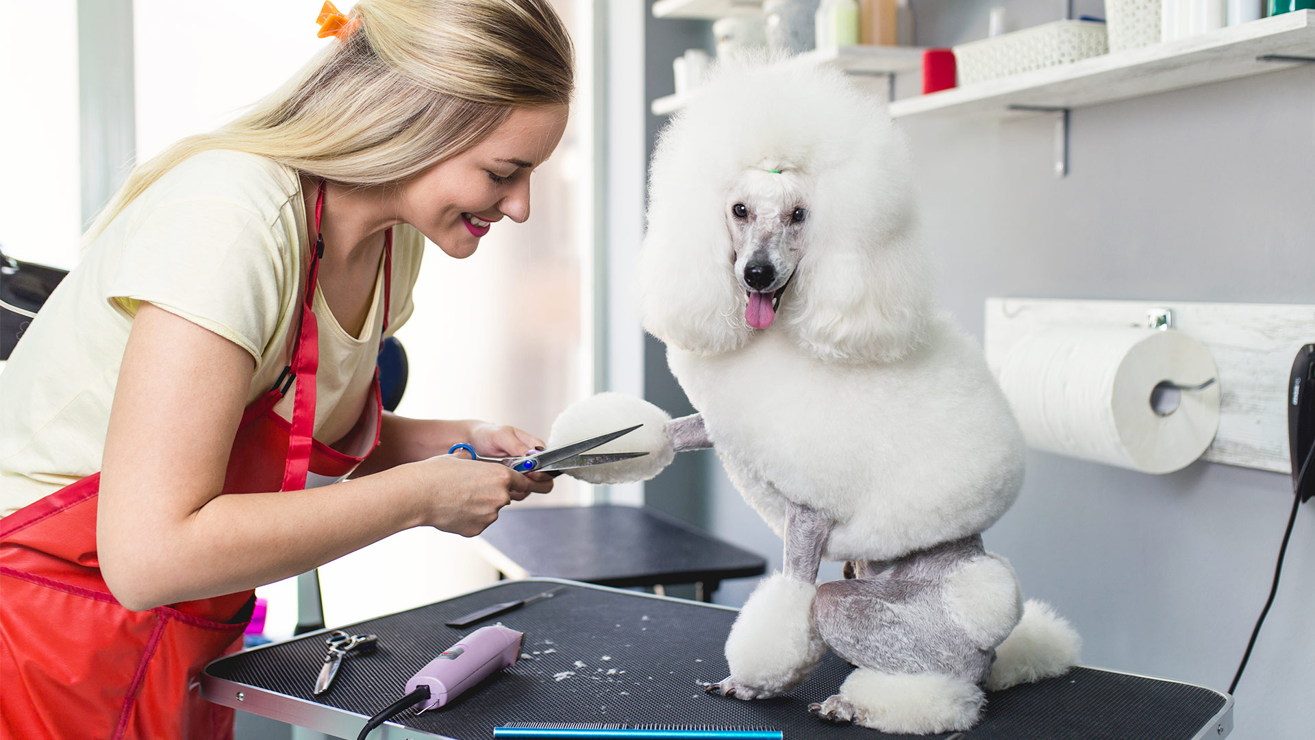 How to Choose the Best Pet Groomer