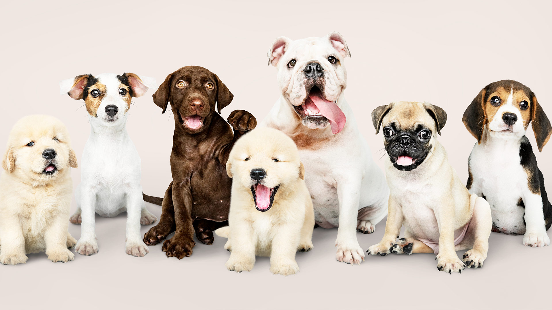 Exploring the Diversity of Dog Breeds: Unique Characteristics and Traits