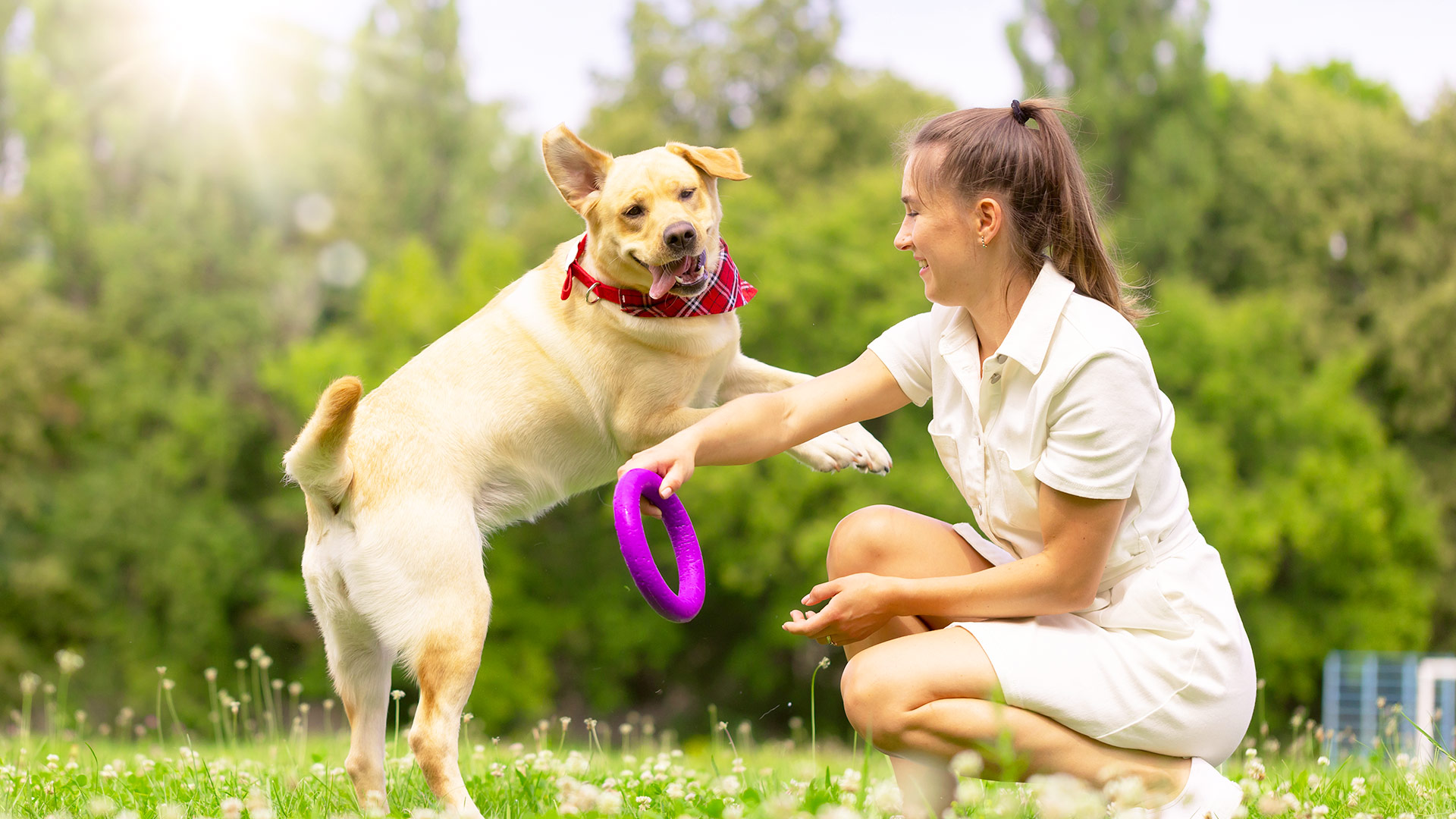 The Power of Positive Reinforcement: Effective Dog Training Methods