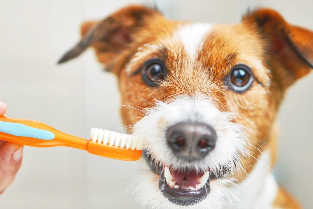 The Importance of Dental Care in Pet Grooming: Keeping Your Pet’s Smile Healthy