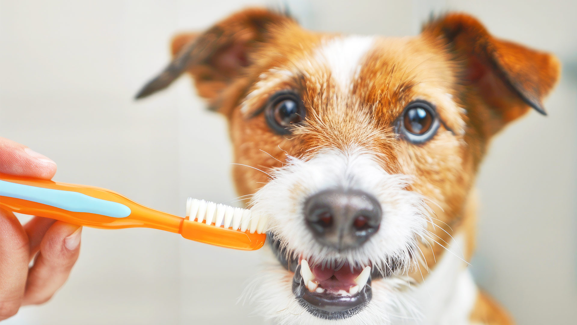 The Importance of Dental Care in Pet Grooming: Keeping Your Pet’s Smile Healthy