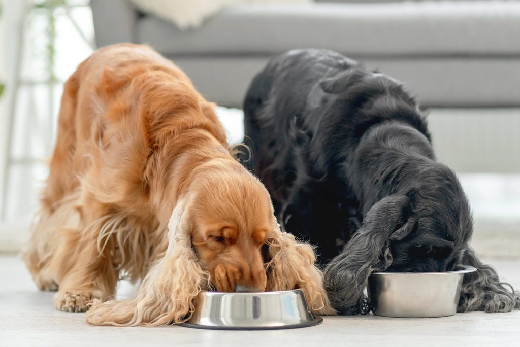Exploring Pet Food Trends: Navigating the Evolving Landscape of Pet Nutrition
