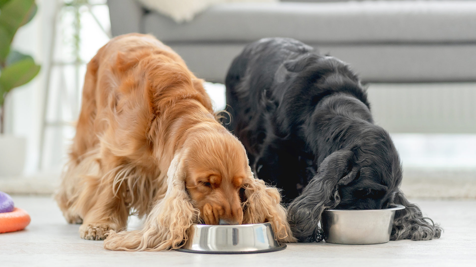 Exploring Pet Food Trends: Navigating the Evolving Landscape of Pet Nutrition