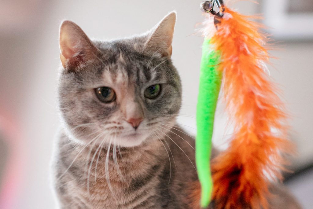 Exploring Pet Food Trends: Navigating the Evolving Landscape of Pet Nutrition