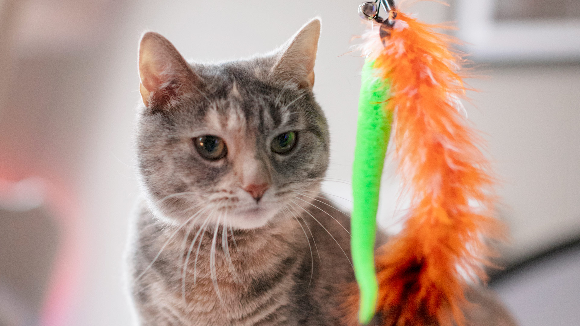 Exploring Pet Food Trends: Navigating the Evolving Landscape of Pet Nutrition