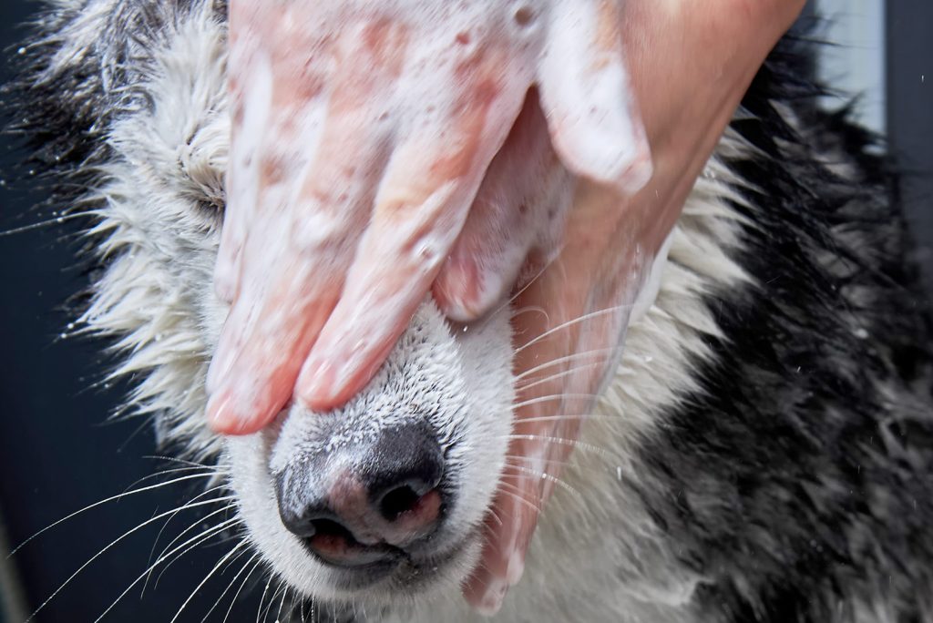 A Guide to Choosing the Right Shampoo for Your Pet’s Coat