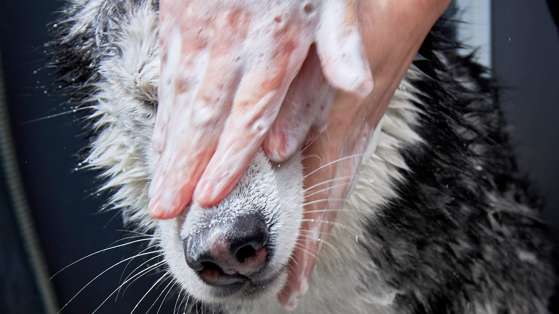 A Guide to Choosing the Right Shampoo for Your Pet’s Coat