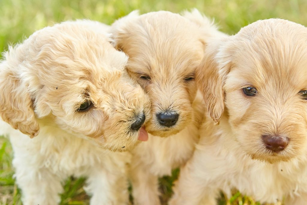 Unveiling the Canine Clock: Exploring Dog Lifespan and the Influence of Size