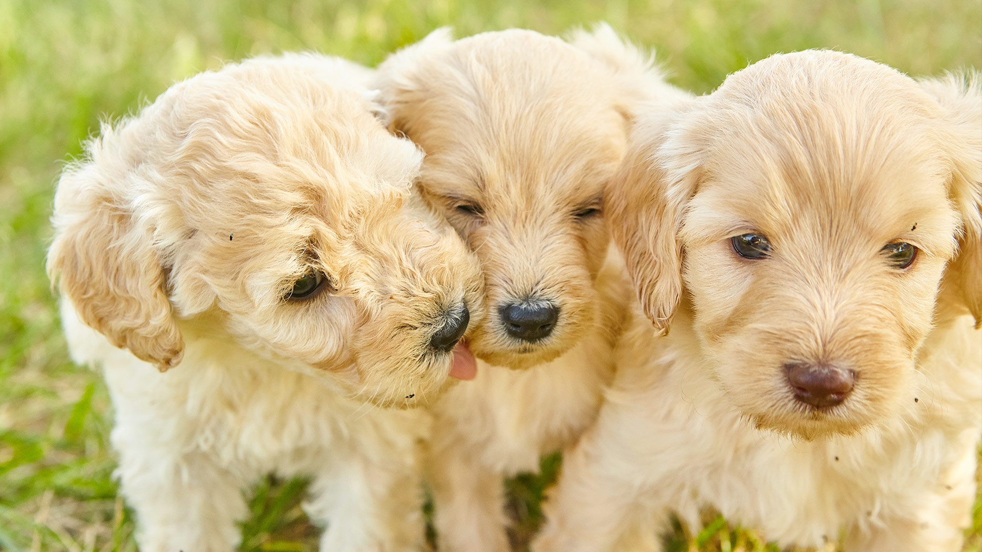 Unveiling the Canine Clock: Exploring Dog Lifespan and the Influence of Size