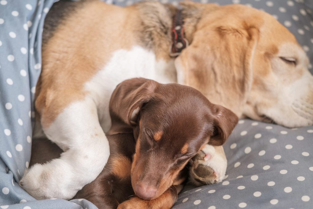 Pet Hotels Secrets: The Ultimate Staycation Destination for Your Furry Friend!