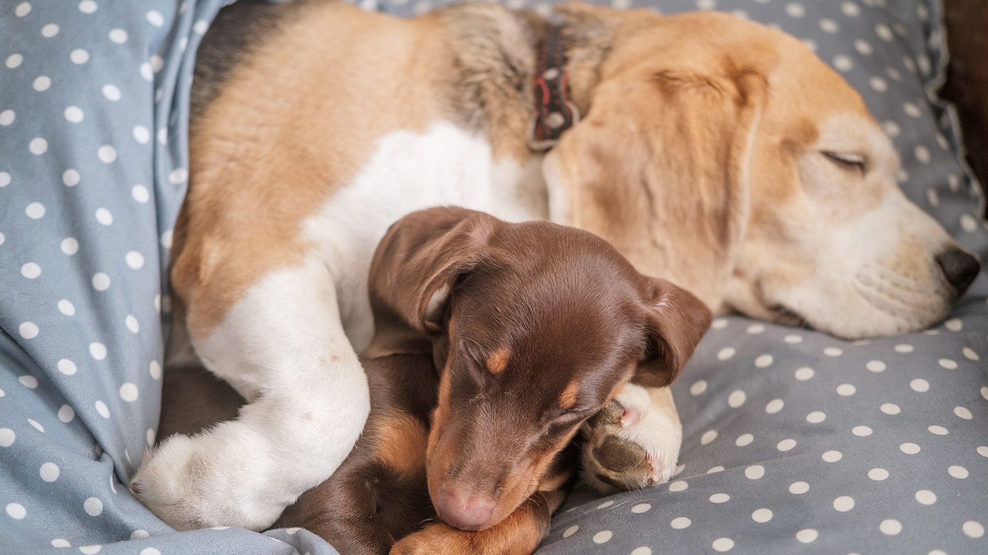 Pet Hotels Secrets: The Ultimate Staycation Destination for Your Furry Friend!