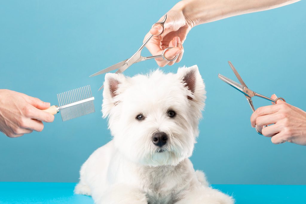 5 Essential Grooming Hacks Every Pet Parent Should Know!
