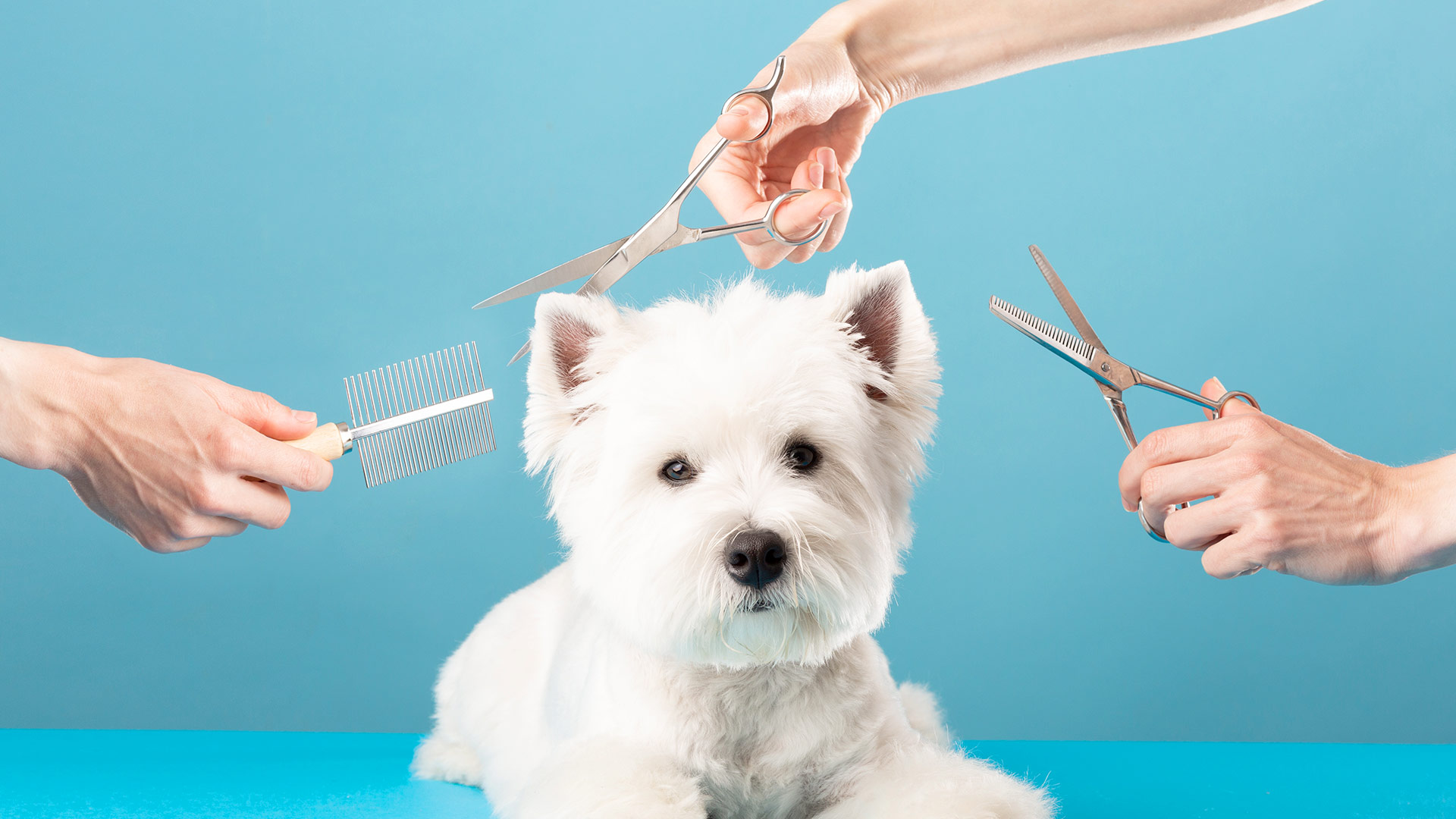 5 Essential Grooming Hacks Every Pet Parent Should Know!