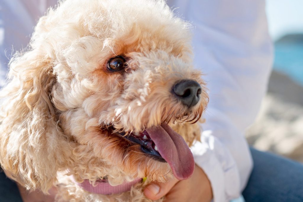 5 Pet Grooming Mistakes to Avoid: Keep Your Pet Looking and Feeling Great!