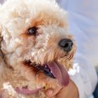 How to Choose the Best Pet Groomer