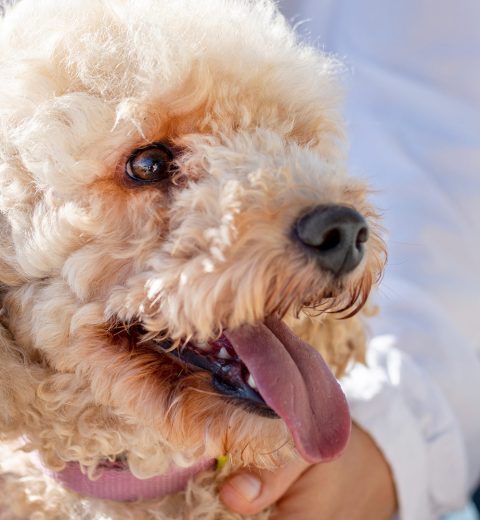 7 Genius Hacks to Calm Your Anxious Dog