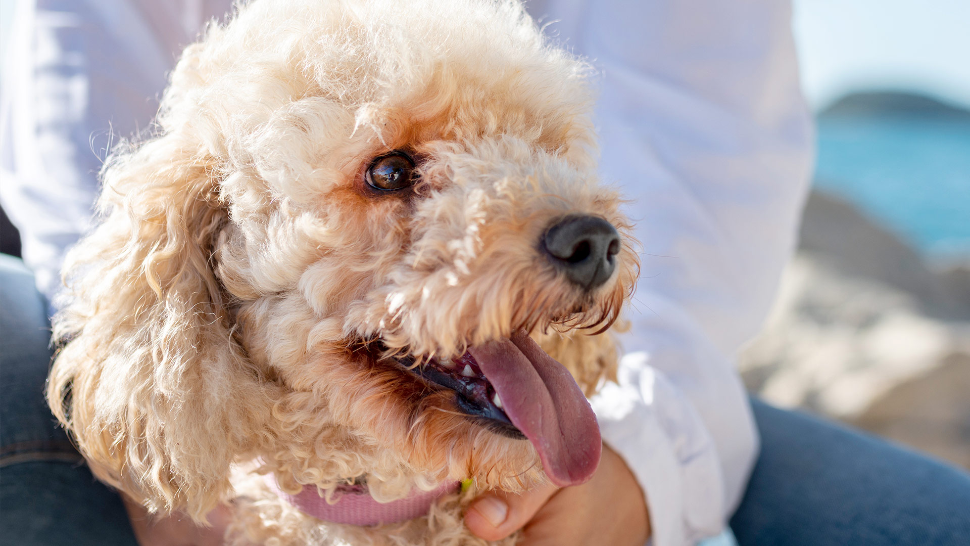 5 Pet Grooming Mistakes to Avoid: Keep Your Pet Looking and Feeling Great!