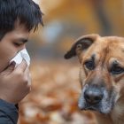 How to Choose the Best Pet Groomer